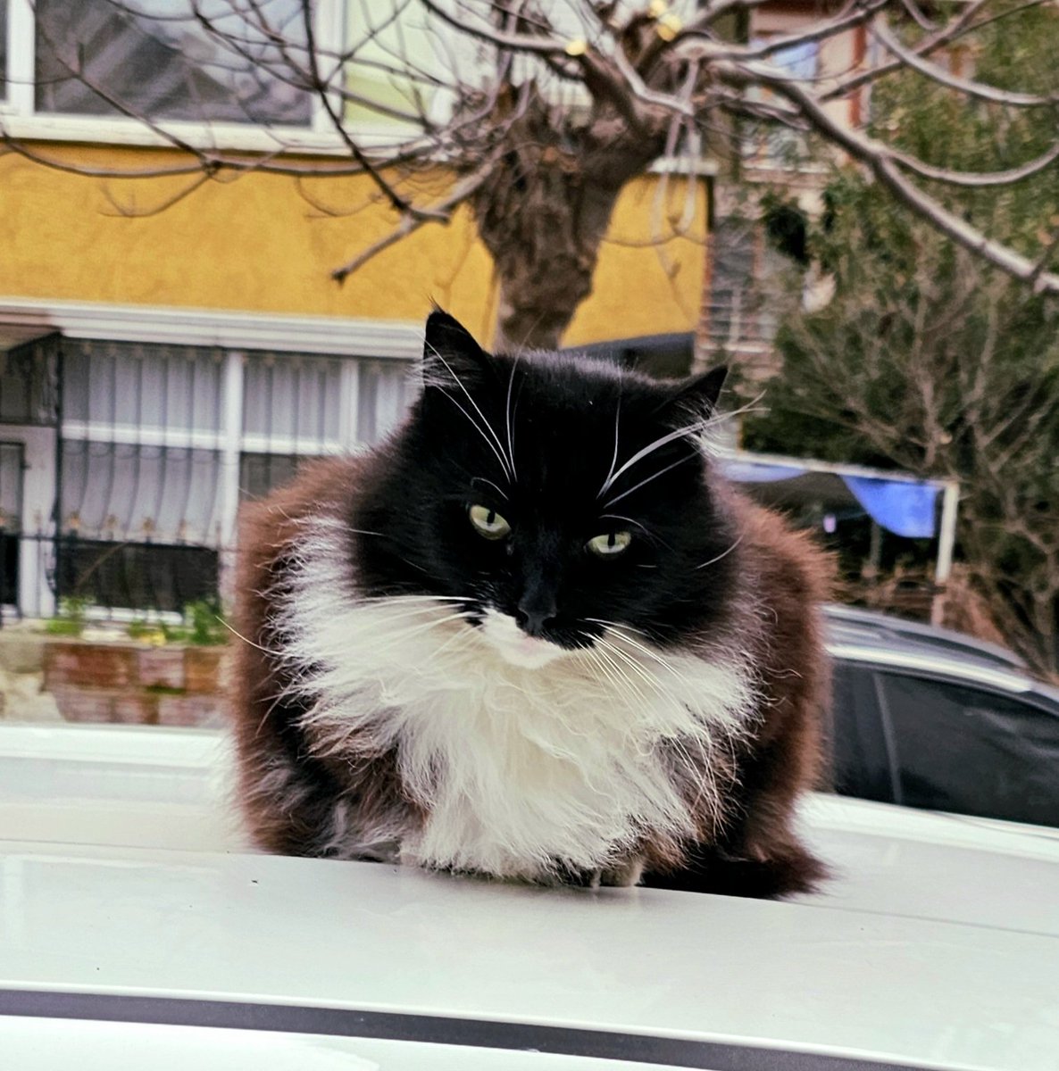 Yurdumun Batman'i bile yaş mamalara gelen zamma efkarlanıyor