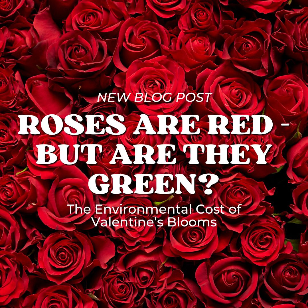 NEW BLOG POST: Want a sustainable alternative to roses for your Valentine? Amitheesha is here to help with loads of sustainable, local options!

Read it here: blogs.canterbury.ac.uk/sustainability…

#sgo #blog #sustainability #valentines #galentines #roses #cccu #canterbury