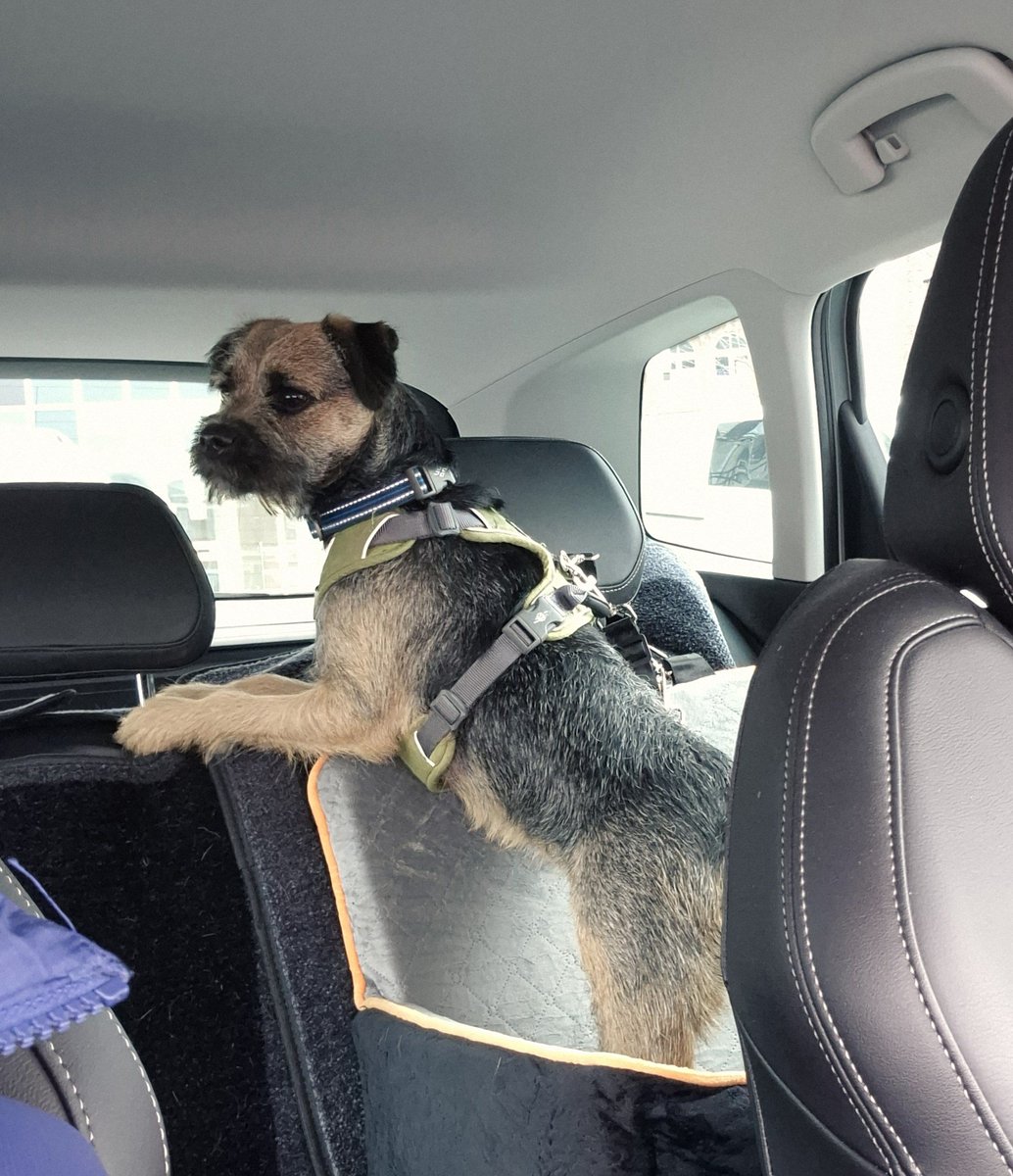 Wee Ziggy OBE little bro of beloved🌈Baxter Boo 🤎 tweet media