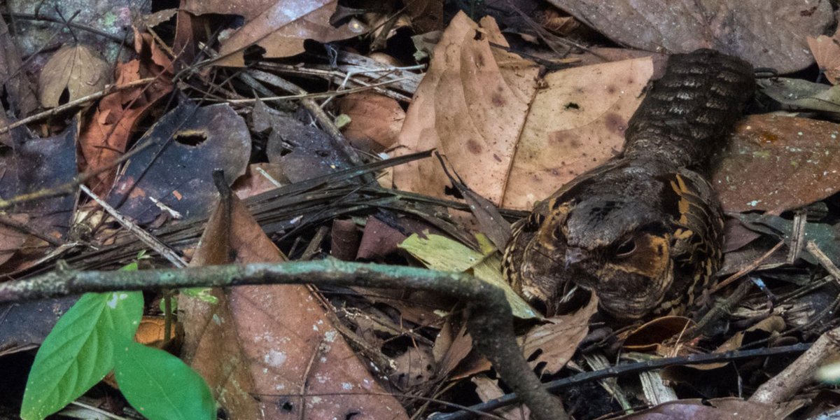 SMBC's tweet photo. Did you know the Common Pauraque is a master of camouflage? This nocturnal bird blends perfectly with the leaf litter on the forest floor, making it almost invisible during the day. #FeatheredFactFriday #Pauraque https://t.co/QvBN7UshK3