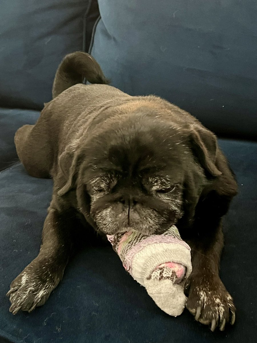 SallypugWeir's tweet photo. Thank you for leaving these socks here just for me. No, you may not have them back just because you found your shoes.
#sallypughugs #lovefromleota #blackpugs #puglife #pug #pugs #pugsofinstagram #dogsofinstagram #pittsburghpug #pittsburghpets #dogsofpittsburgh #dogsoftheburgh https://t.co/gkKFtVWteu