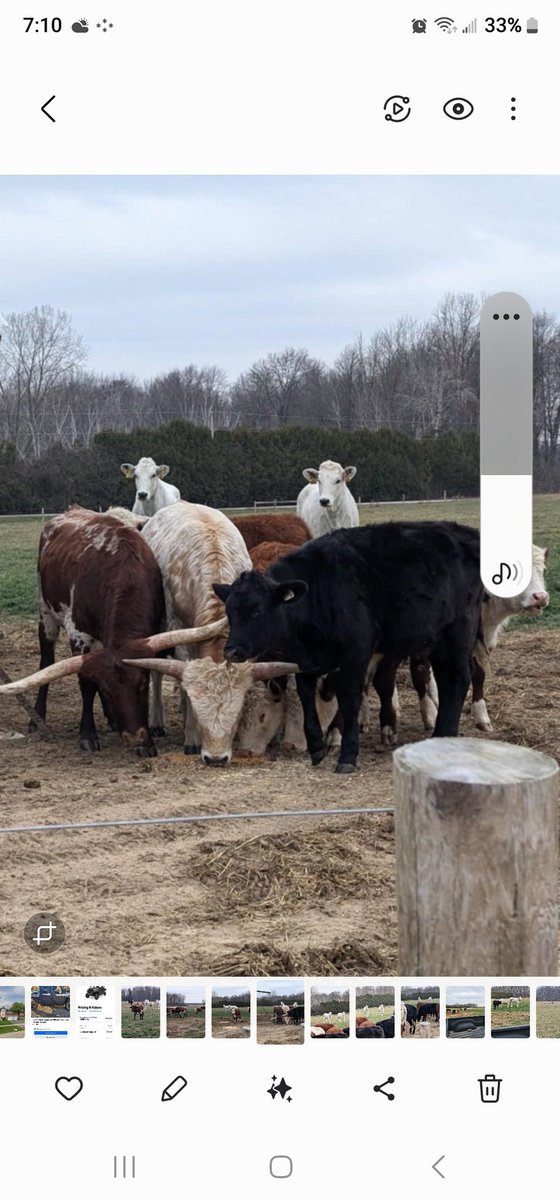 Our next adventure as we grow.  <a href="/ColinVermeersch/">Colin Vermeersch</a>
<a href="/AndreaVrmrsch/">Andrea Vermeersch</a> 
Chianina, Belgium Blue, Black Angus , Herfords and Texas Longhorns.  #vanmeerfarms #alwaysgrowing #ontag