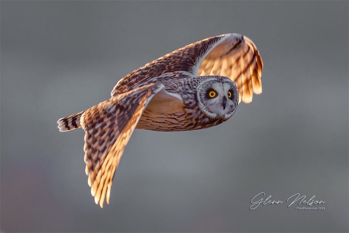 It's #FlyByFriday and we're all just trying to find enough light in the darkness.

🦉: Short-eared Owl

#NikonNoFilter #NikonCreators #diversifyoutdoors #outdoorsforall #outdoorsforeveryone

📷: #NikonZ9, Nikkor Z 800mm f/6.3, hand held
800mm | 1/1250 | f/6.3