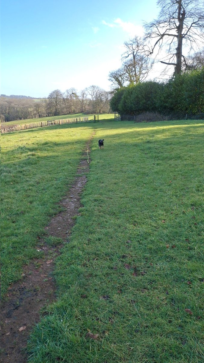 MollyPickleBT's tweet photo. You let go of the lead again 😨
Mum says I'm a  funny pickle cos I pull like a train on the lead and when mum let's go I run back and stays super close and activate #triphazard mode 😂😬 https://t.co/bUULkMM8KO
