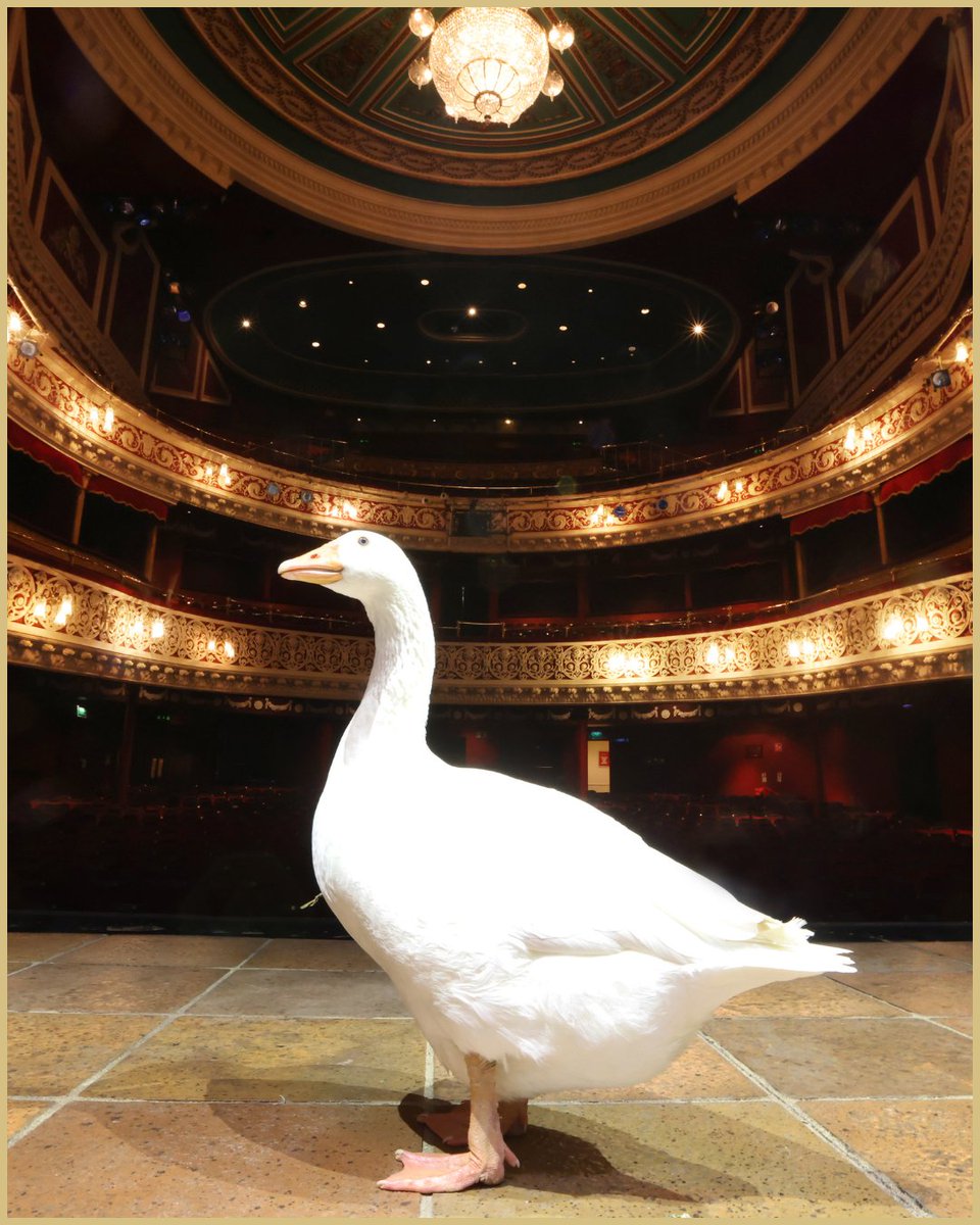 The Gaiety Theatre tweet media