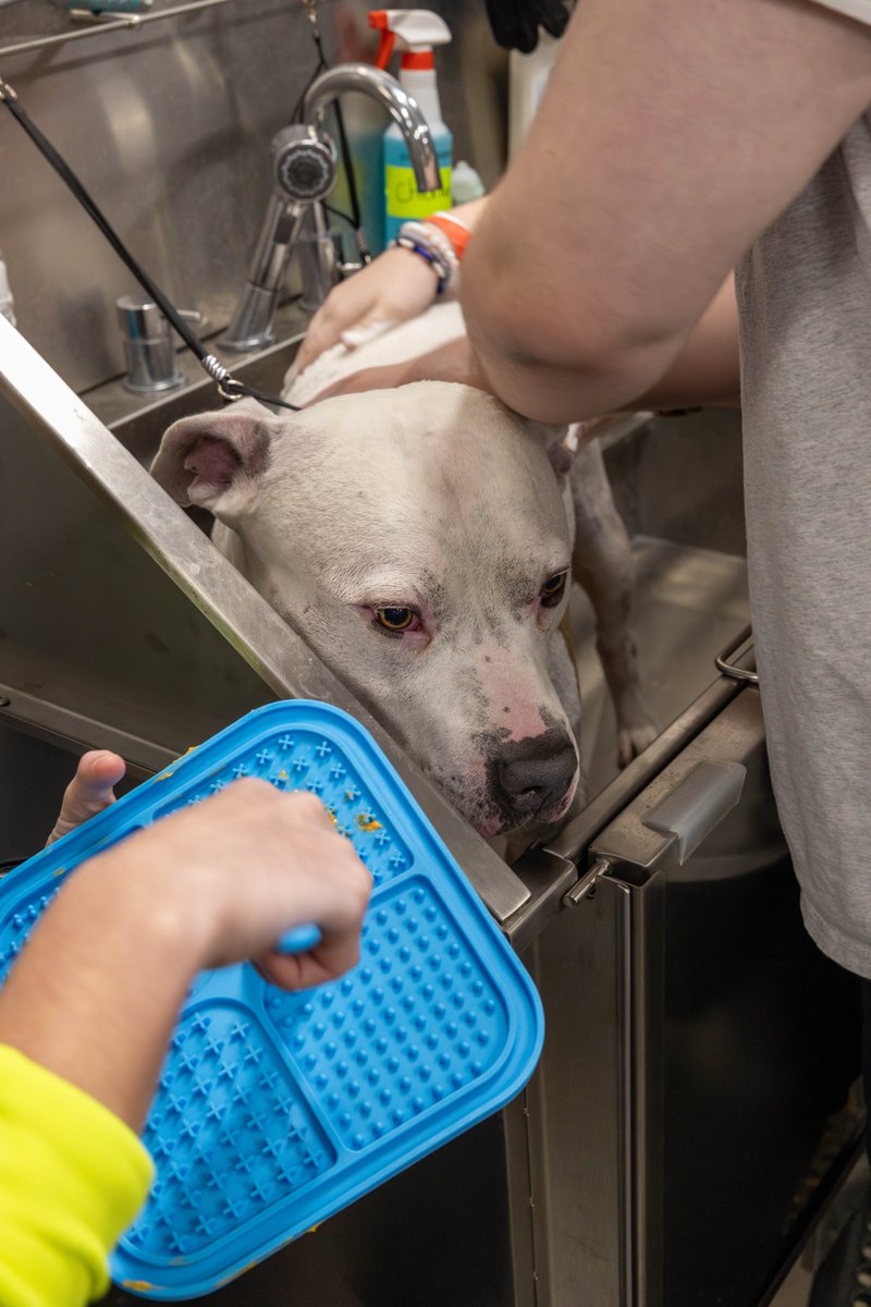 LakeBeltonHS's tweet photo. 🐾✨ Our LBHS Vet Med Practicum students had another awesome Dog Spa Day! 🐶🛁 Pups got pampered with baths, nail trims, and deshedding! This hands-on experience helps students build grooming skills, animal handling, and client communication#VetMed #LBHSVetMed #DogSpaDay https://t.co/TJbJFvptHL