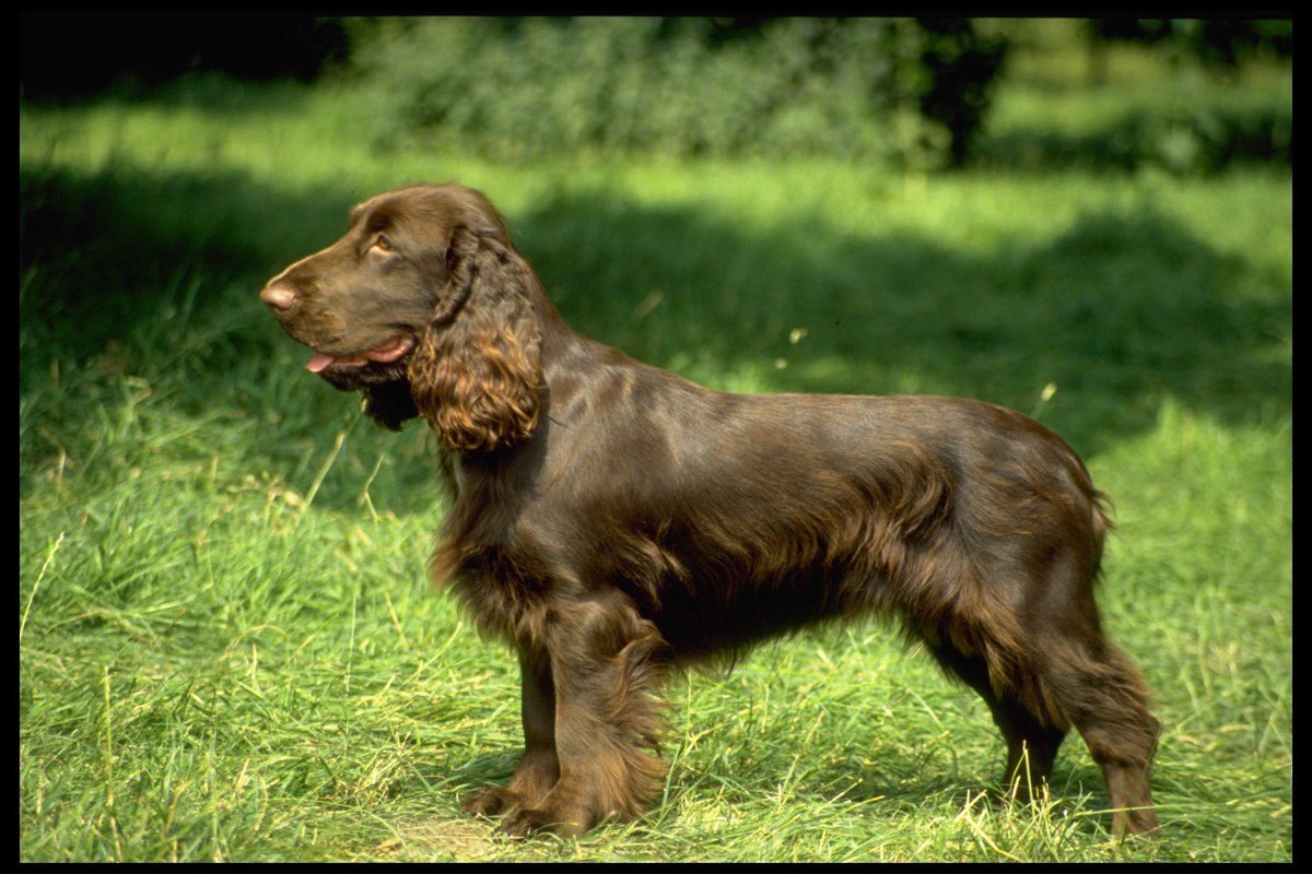 dictionarypod's tweet image. A #fieldspaniel in a field! What are the chances?! 

#spaniel #dog #dogs #spaniels #thedictionary #words #wordnerds #intelligence #knowledge #podcast #dictionary #wordnerd #podcasting #books #geek #geeky #learn #nerd #smart #wordoftheday #book #word #dailypodcast #edutainment