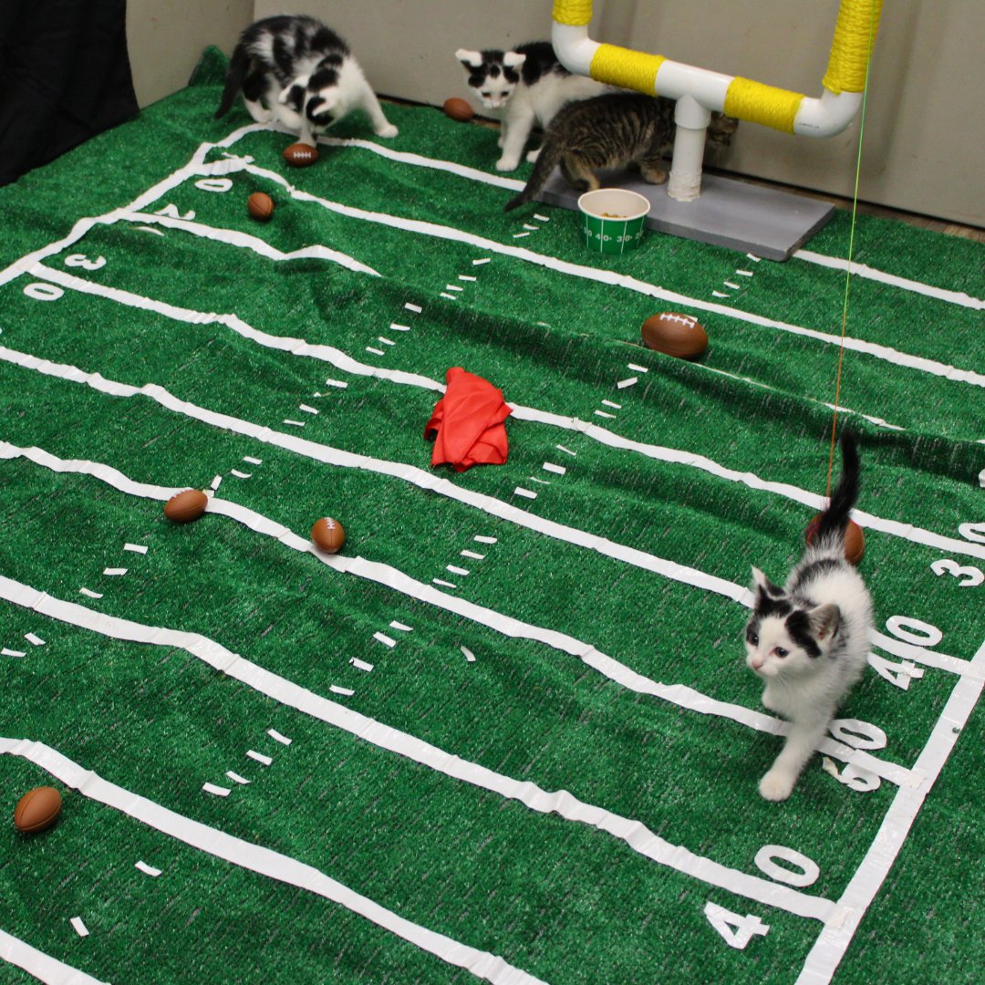Kitten City Chiefs VS Purr-adelphia Eagles 📷
Super Bowl Sunday is nearly here! Who are you rooting for?
Cat Depot's 2025 Kitten Bowl will premiere on our YouTube channel 2/8/2025 at noon!
Make sure to subscribe and turn on notifications so you don't miss all the adorable action.
