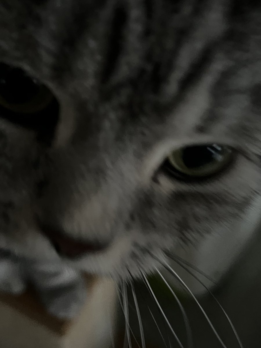 zenbrrr's tweet photo. RAHHH WHEN IT RAINS IT POURS 

It’s a zen cat suicide 😛 This ff14 pvp grind got me feeling like Tchaikovsky fr 🐈 https://t.co/HAu0PcMrQ0