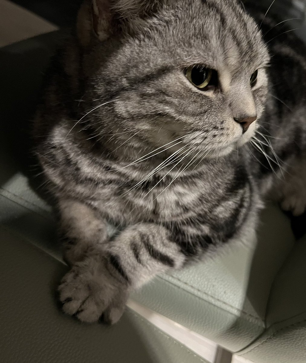 zenbrrr's tweet photo. RAHHH WHEN IT RAINS IT POURS 

It’s a zen cat suicide 😛 This ff14 pvp grind got me feeling like Tchaikovsky fr 🐈 https://t.co/HAu0PcMrQ0