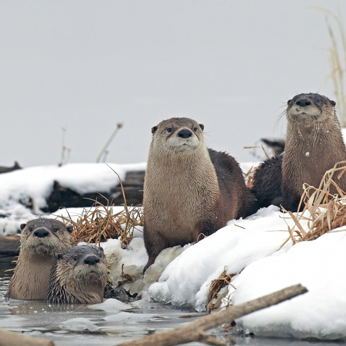 One of nature’s most social and playful creatures, river otters have big personalities and even bigger appetites. Often seen in groups called romps, they can be observed hunting and frolicking year-round at Loess Bluffs National Wildlife Refuge in Missouri.

Photo by Kenny Bahr