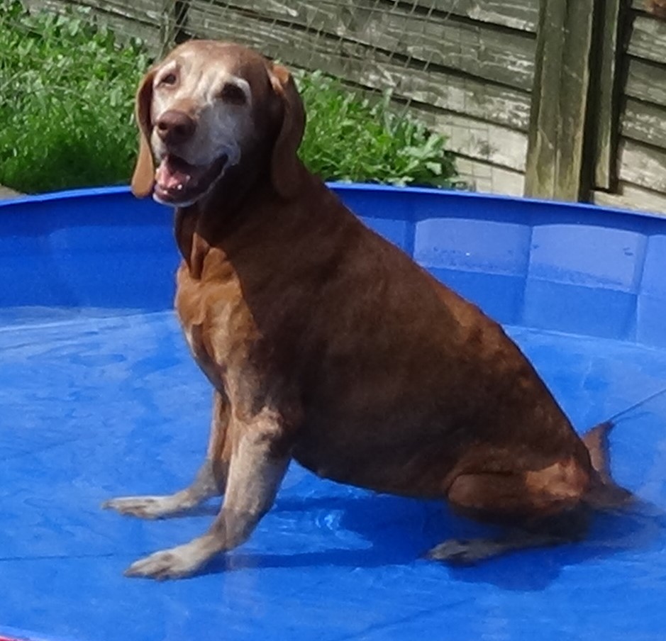 SteveDrums2's tweet photo. A tough day - RIP Youvee Drums, 3.10.2008-31.1.2025 (16y 4mo)
Incredibly affectionate, happy &amp; sweet girl. 💔 https://t.co/OY0zLUTPHA