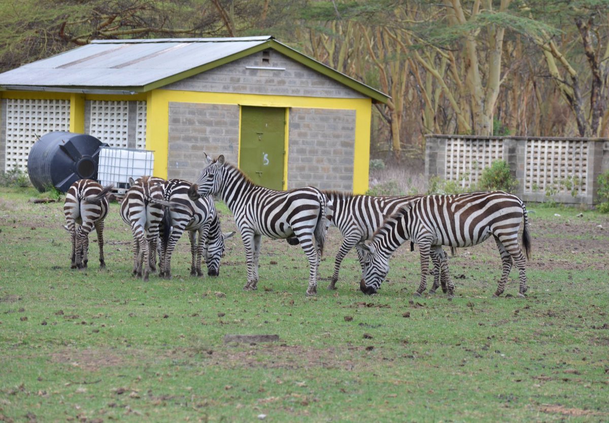 Rex_mutikwa's tweet photo. Happy International Zebra Day.. https://t.co/caoyEyWrxs