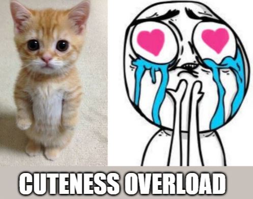 psych101's tweet image. 👉 allaboutpsychology.substack.com/p/cute-aggress…

🚨 Ever felt the urge to SQUISH something adorable? 🐾 Why do we want to pinch cute babies, squeeze fluffy puppies, or bite tiny kittens—even when we’d never hurt them? 🤔 Discover the fascinating science behind #CuteAggression