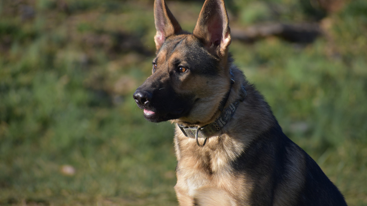 K9_Unleashed's tweet photo. Protect your family with K9-Unleashed! 🐾 Discover our exclusive range of highly trained family protection dogs and enhance your home security. Visit us today:  https://t.co/FoGZd3aZSl #K9Protection #K9Unleashed #SafetyFirst #ProtectYourFamily #CanineCompanions #HomeDefense https://t.co/ZNXd3pfqQU