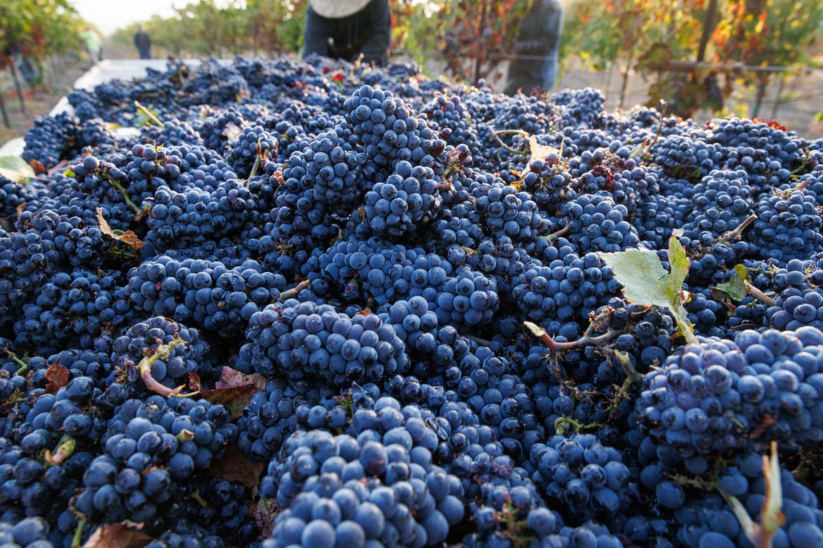 ghostblockwine's tweet photo. Did you know that half a ton of grapes can make approximately 360 bottles of wine? That’s 30 cases of vineyard magic, ready to be enjoyed. Help us out and order some—we’ll send it straight to your front door! #WineFacts #HarvestSeason #NapaValley #FromGrapesToWine https://t.co/C1uIc5im0n
