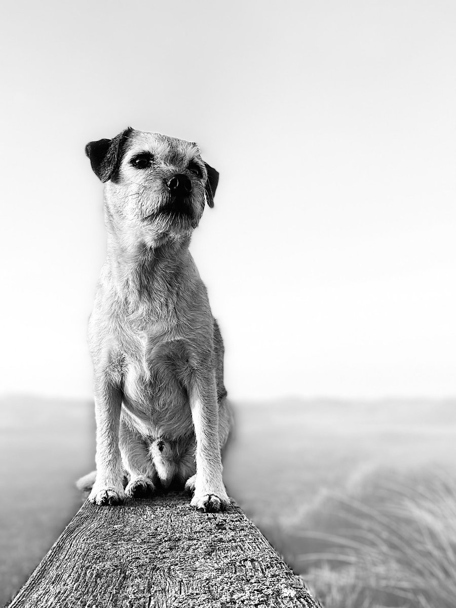 Nessa & Co. (aka Sir Jack Spratticus🌈) (@nessaspratticus) on Twitter photo A b&w #Jackaday in solidarity for all survivors of childhood sexual abuse especially those who struggle to find the language & narrative for such atrocities. Whose realities have been silenced & trapped within the throes of dissociation … #ZebraDayCSA #CSA <a href="/VivGordonCo/">Viv Gordon</a> A b&w #Jackaday in solidarity for all survivors of childhood sexual abuse especially those who struggle to find the language & narrative for such atrocities. Whose realities have been silenced & trapped within the throes of dissociation … #ZebraDayCSA #CSA <a href="/VivGordonCo/">Viv Gordon</a>