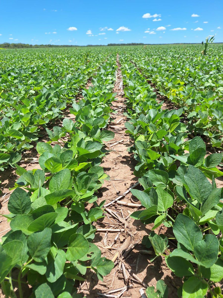 Grupo Charata tweet media