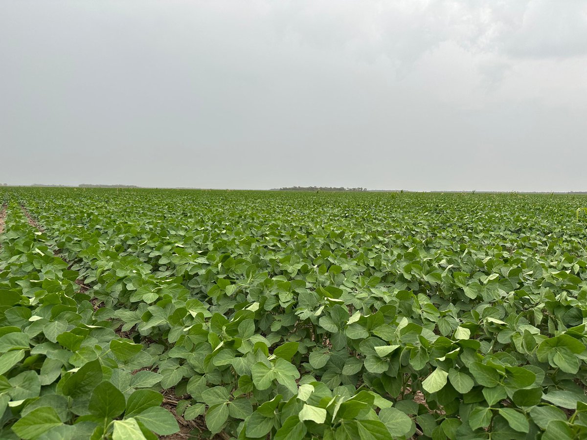 Grupo Charata tweet media