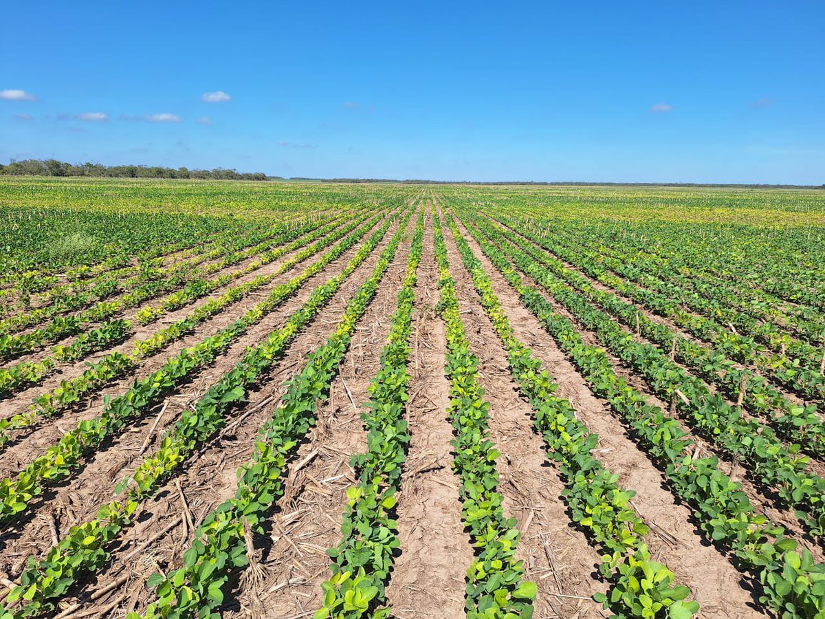 Grupo Charata tweet media