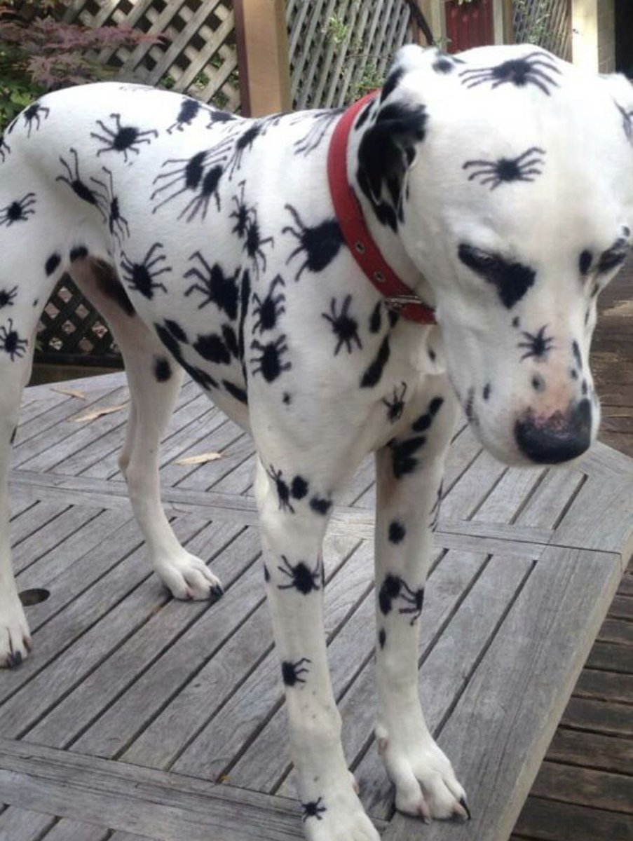 💖 (@twaniimals) on Twitter photo 