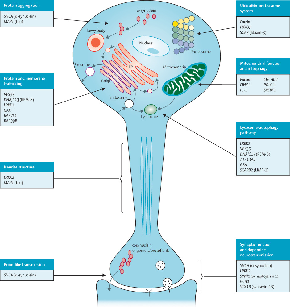 InterProDB's tweet image. 🧬 New blog post: Diving deep into the key proteins behind Parkinson&apos;s disease. From α-synuclein to LRRK2, we&apos;re unravelling the molecular mysteries that could hold the key to treatment breakthroughs. Read more: proteinswebteam.github.io/interpro-blog/… #Parkinsons #Neuroscience