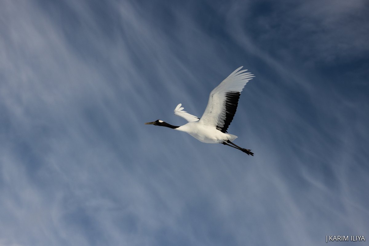 Karim_iliya's tweet photo. Japanese Tancho (red crowned) Crane
#japan #crane #japanesecrane #tancho #redcrownedcrane #nihon #karimiliya #kogia #nature #wildlife #bird #birds #birdsofjapan #bbc #natgeo #animal #animals #natgeoyourshot https://t.co/PpdPd72ELX