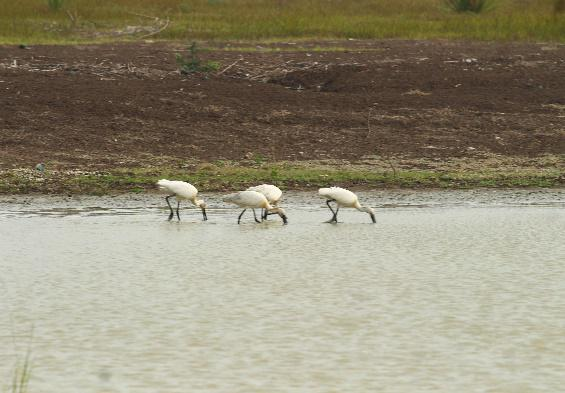 आकाशवाणी समाचार tweet media