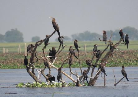 आकाशवाणी समाचार tweet media