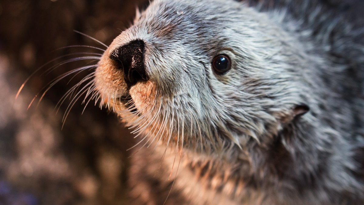"Elle a commencé à recoloniser": 65 ans après sa disparition, la loutre est de retour dans le Gard et l'Hérault
l.bfmtv.com/BLfg