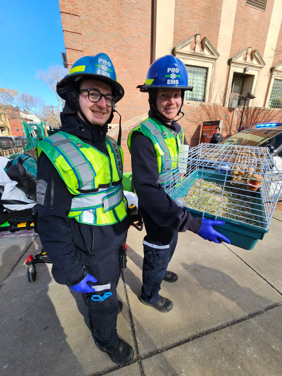 Three alarms, Box 3-42 of 30 Jan 2025: During the search in early stages of the fire, Firefighters rescued a rabbit. The rabbit was handed off to <a href="/ProEMSCambridge/">Pro EMS</a> medics &amp; EMTs who ensured that the rabbit was safe.