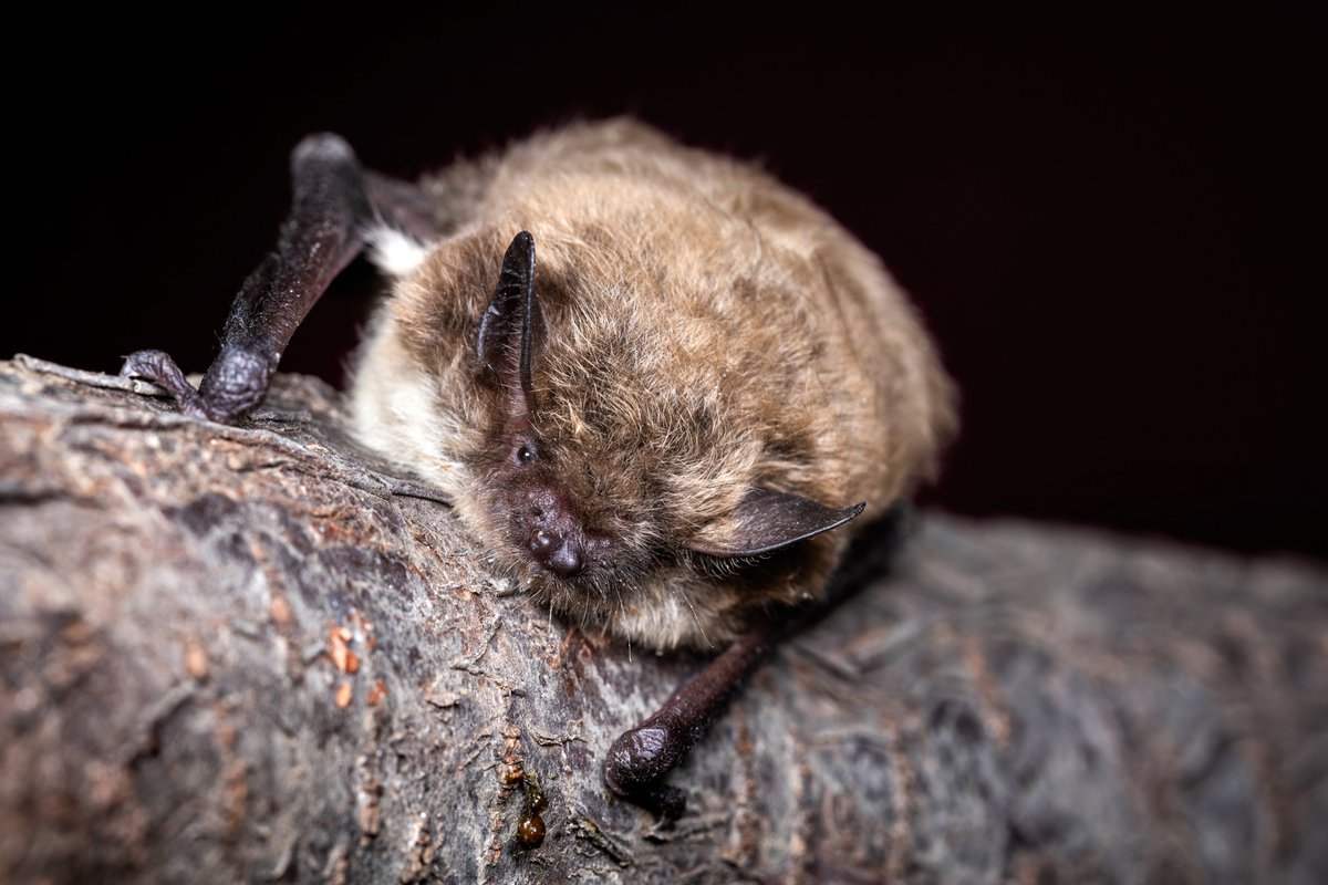 #BatsAndFarms #NewPaperPlanting diverse crops and adding hedgerows or trees on farms helps bats find food and supports farmland biodiversity. Additional structure on the edges of farm fields is an easy way for farms to help mitigate impacts to biodiversity
link.springer.com/content/pdf/10…