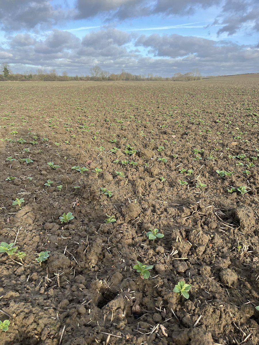 Faye O'Connor tweet media