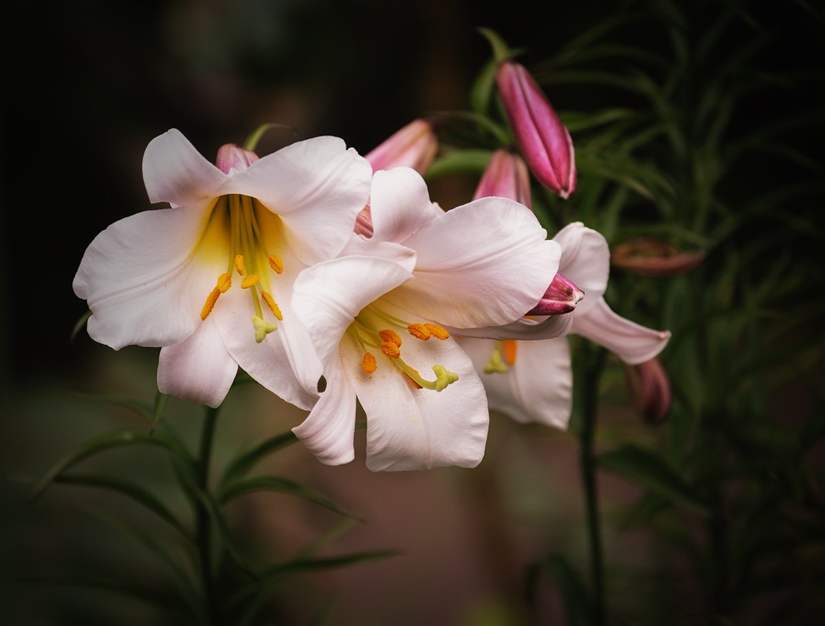 Sam_Alexandra23's tweet image. GM dear Friends!  Today&apos;s photo sharing challenge is #FreeForAll Friday!  Share any photo you like today but please ensure it&apos;s well composed, focused &amp;amp; has good exposure because the goal is &quot;best&quot; #photography. Be kind &amp;amp; be safe! 📸🇨🇦