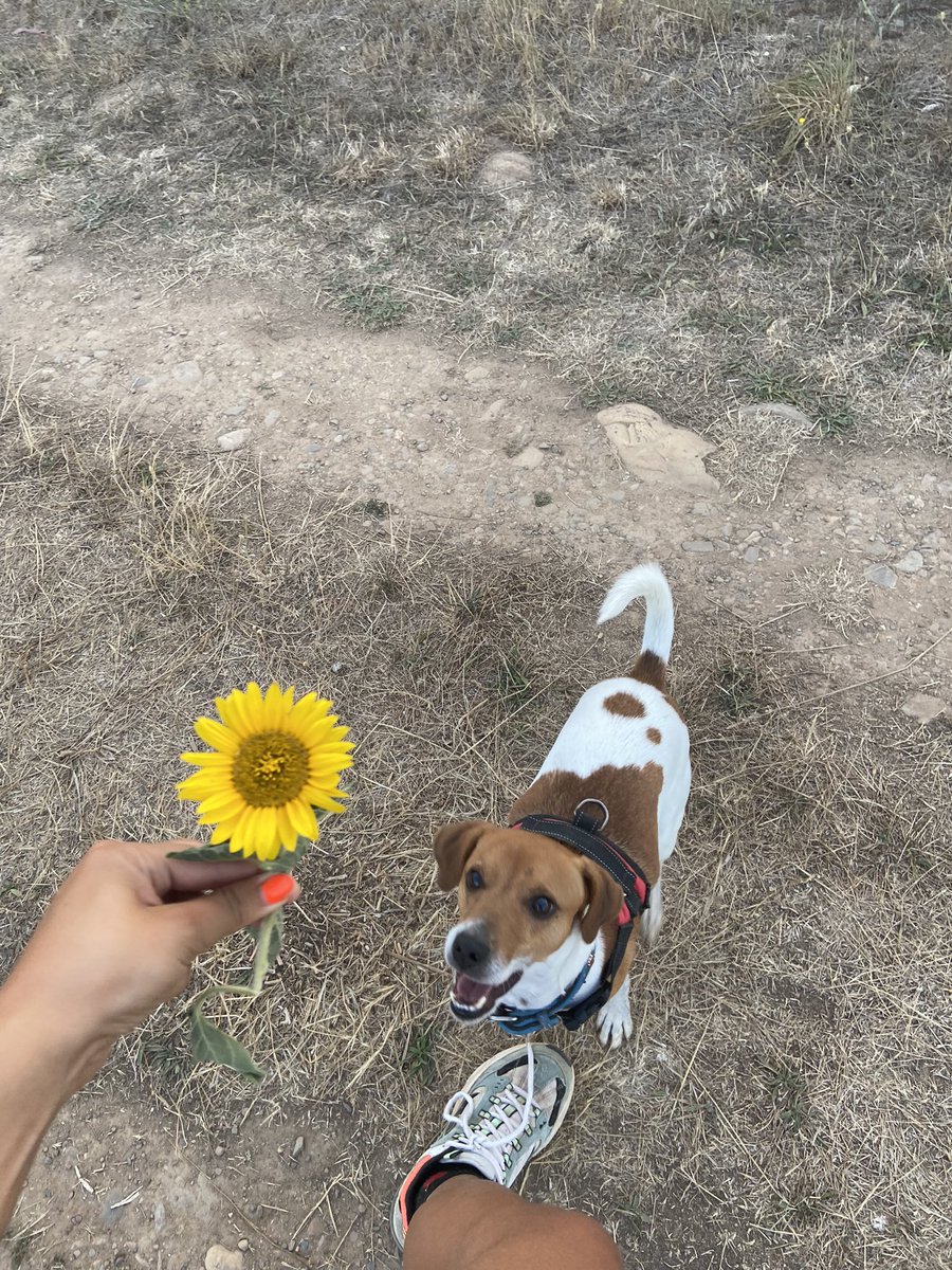 sofiaa_ortegaa_'s tweet photo. floreees flores y mas floress💐 https://t.co/YfjYwJiXoE