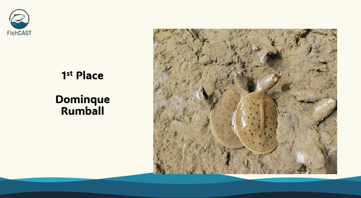 FishCAST tweet media