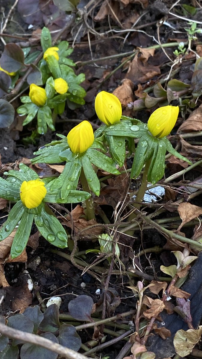 funnyson30's tweet photo. Winterlinge zum Freitag #Januar #Flora #Winterlinge https://t.co/6tBuSeY1MX