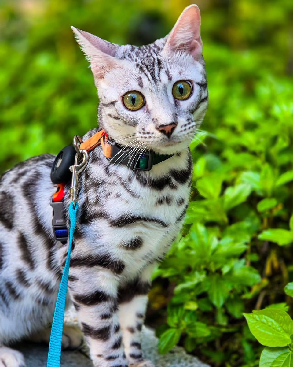 Loona’s cuteness is demanding some serious attention 🐾✨ So she got some extra outdoor time today morning. 

Happy Friday y’all 😺

#silverbengal #silverbengalkitten #sgcats #singapawrean #bengal #singapore #outdoorcat