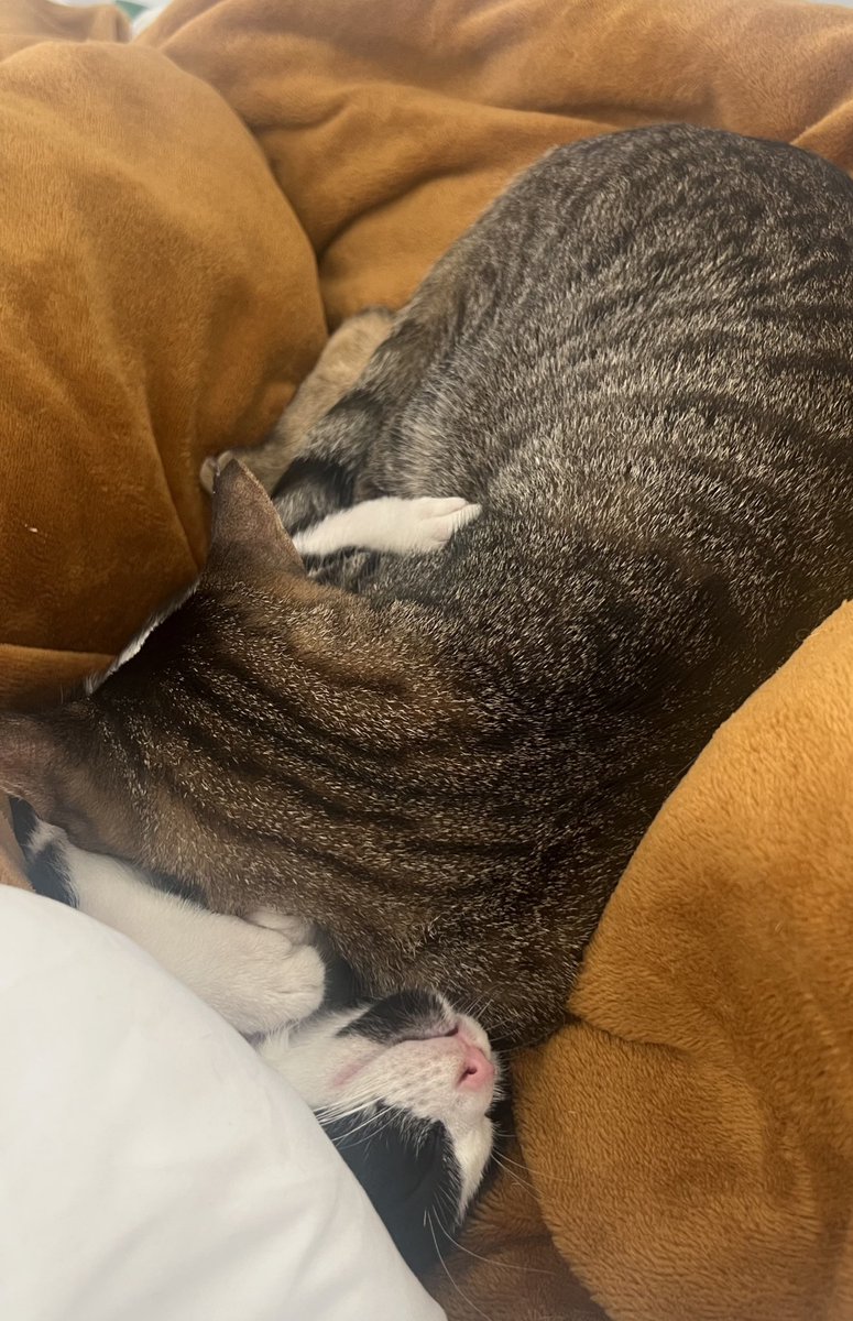 _saracandado's tweet photo. 🤍 BUSCO HABITACIÓN EN MADRID 🤍

Tengo 2 gatos monísimos que no arañan nada!! y muy cariñosetes

Soy majísima, barista (hago café que te cagas 💅🏻) y muy tranquilita en casa 🧘‍♀️ me adapto mucho

Preferiblemente cerca del metro y que no tarde 1h al centro 💆🏼‍♀️ trabajo ahí https://t.co/xY6sPiqJG4