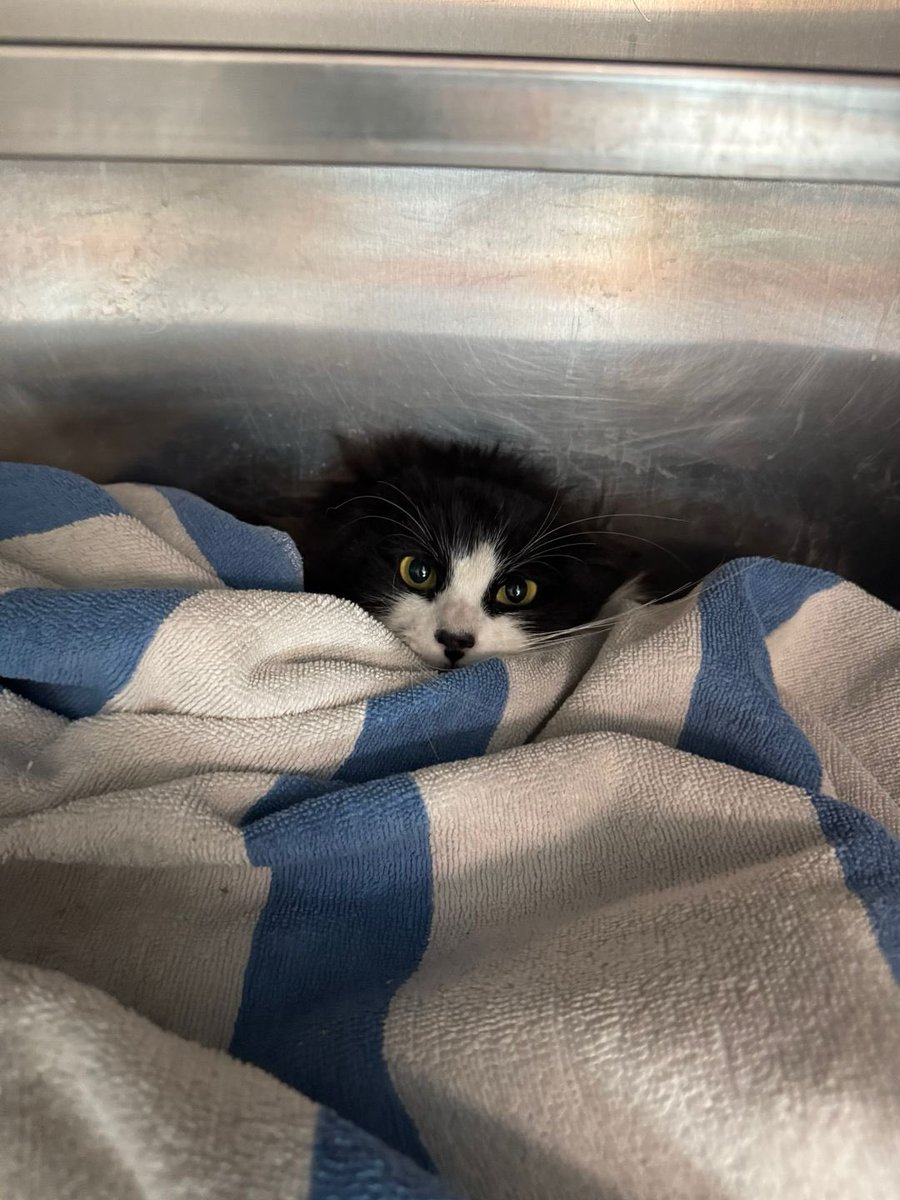 At the East Valley Animal Shelter we have a young fluffy stunner called Zsa Zsa. She is a project. The world is very scary for her. She needs some passion, love &amp; understanding &amp; as a young cat these behaviors of being terrified can be reversed. She is absolutely a showstopper.