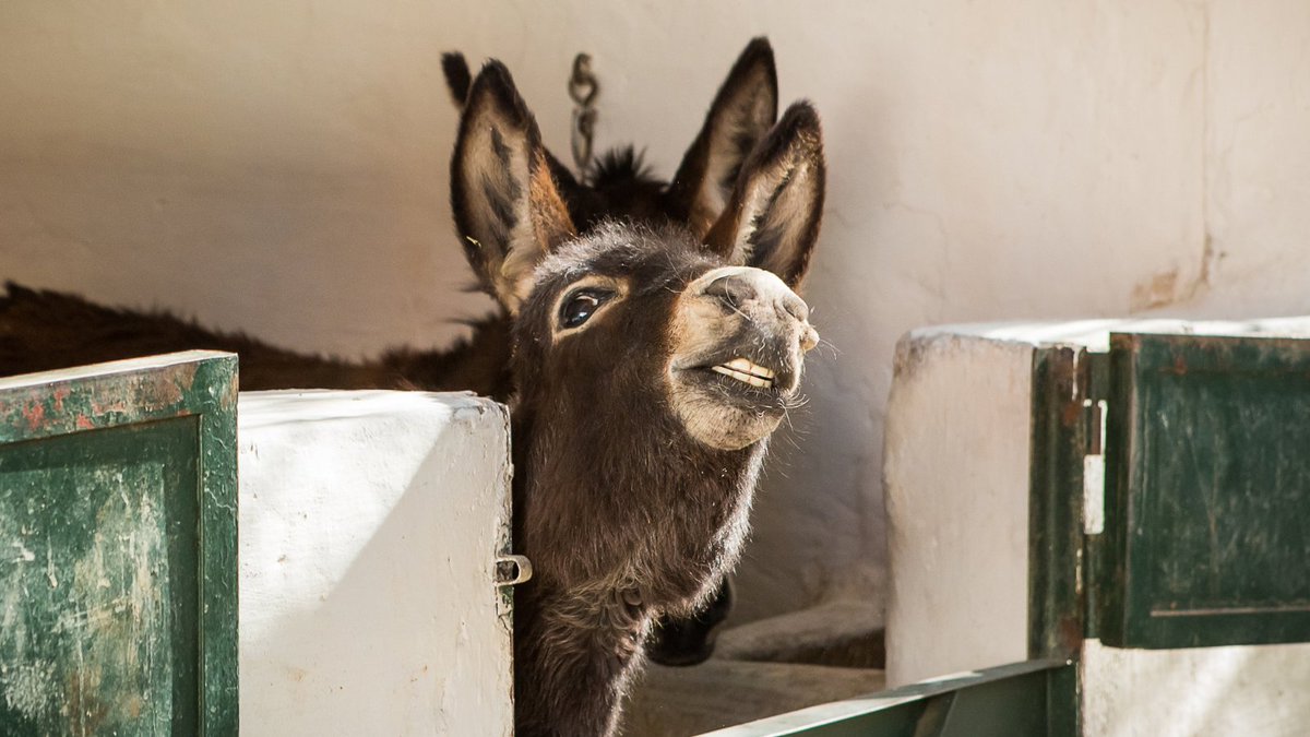 Smile, it’s the weekend! Thanks to your incredible support, we’re able to continue helping working animals across the world. Just like adorable foal, who spent some time at our Marrakech stables with their mother while she received essential hoof treatment.