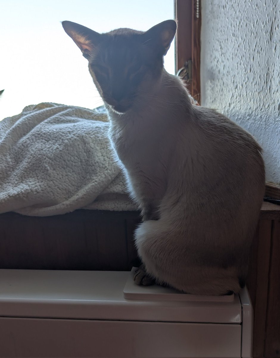When yo cat has to sit on the control panel because the the heater is too hot 🤣🤣🤣