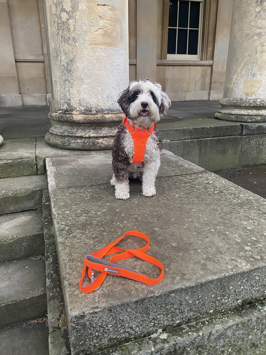 bemorebob2's tweet photo. Pals, I am very excited cause #OrangeIsCool is back!!! The brand new Blaze Orange Ruffwear harness, collar and lead will be available on my webby tonight! Wiv a cheeky little offer from me, a Bob! 🧡🧡🧡🧡🧡 https://t.co/grai2cXI1P
