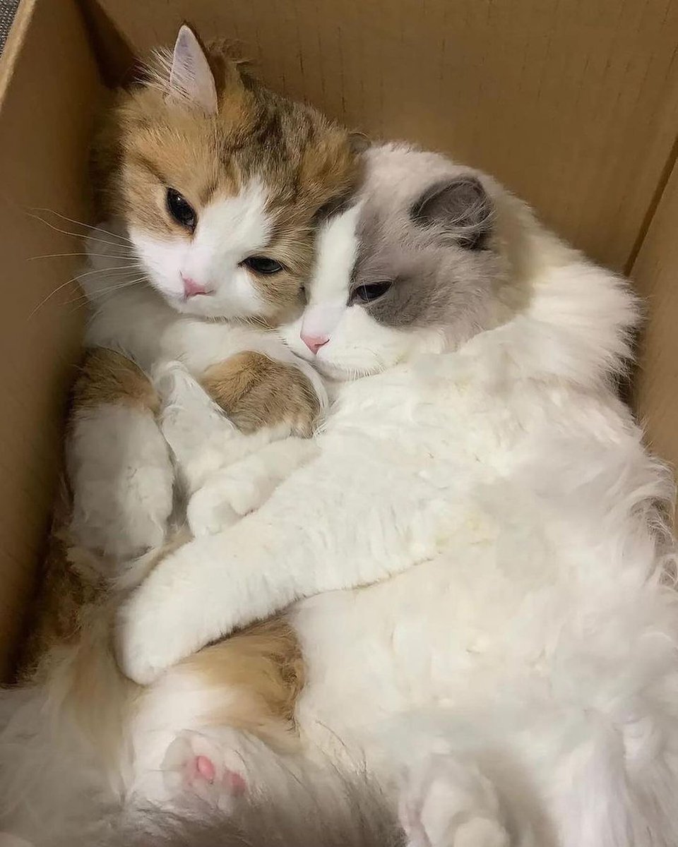 GhafoorMaryam's tweet photo. Lovely And Cute Cat Family https://t.co/AycS3EH4dr