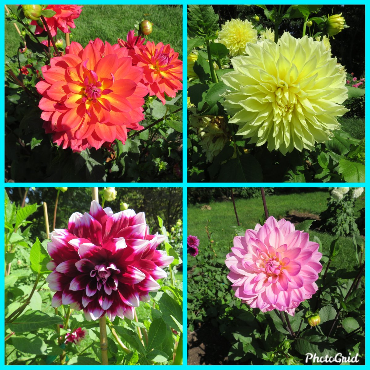 FlowerChick826's tweet photo. Happy Friday! It's rainy and foggy here in the Chicago area. Here are some dahlias from last summer to brighten your day. 🧡💛💗♥️ #FlowersOnFriday #Dahlias #Flowers #gardening https://t.co/zSLPZHdWIj