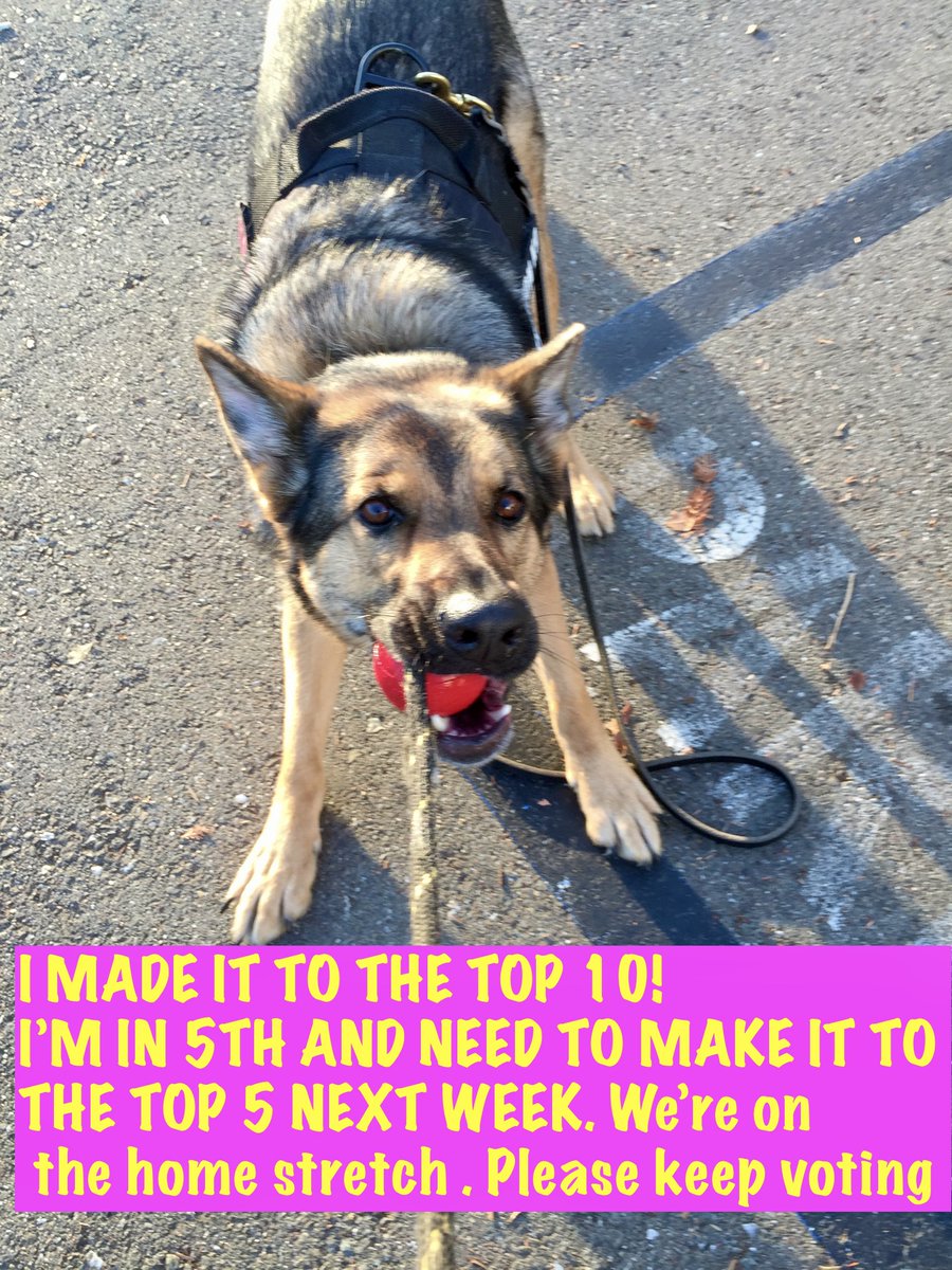 k9danka's tweet photo. We have another week to go to get in the Top 5! We can't stay in 5th and need to make it to #1. Please keep voting and sharing. I know our X fans can get us there if anyone can! #k9 #k9danka #k9team #k9partner #gsd #workingdog #detectiondog #dopedog #k9handler #femalek9handler https://t.co/2o3odLHkXn