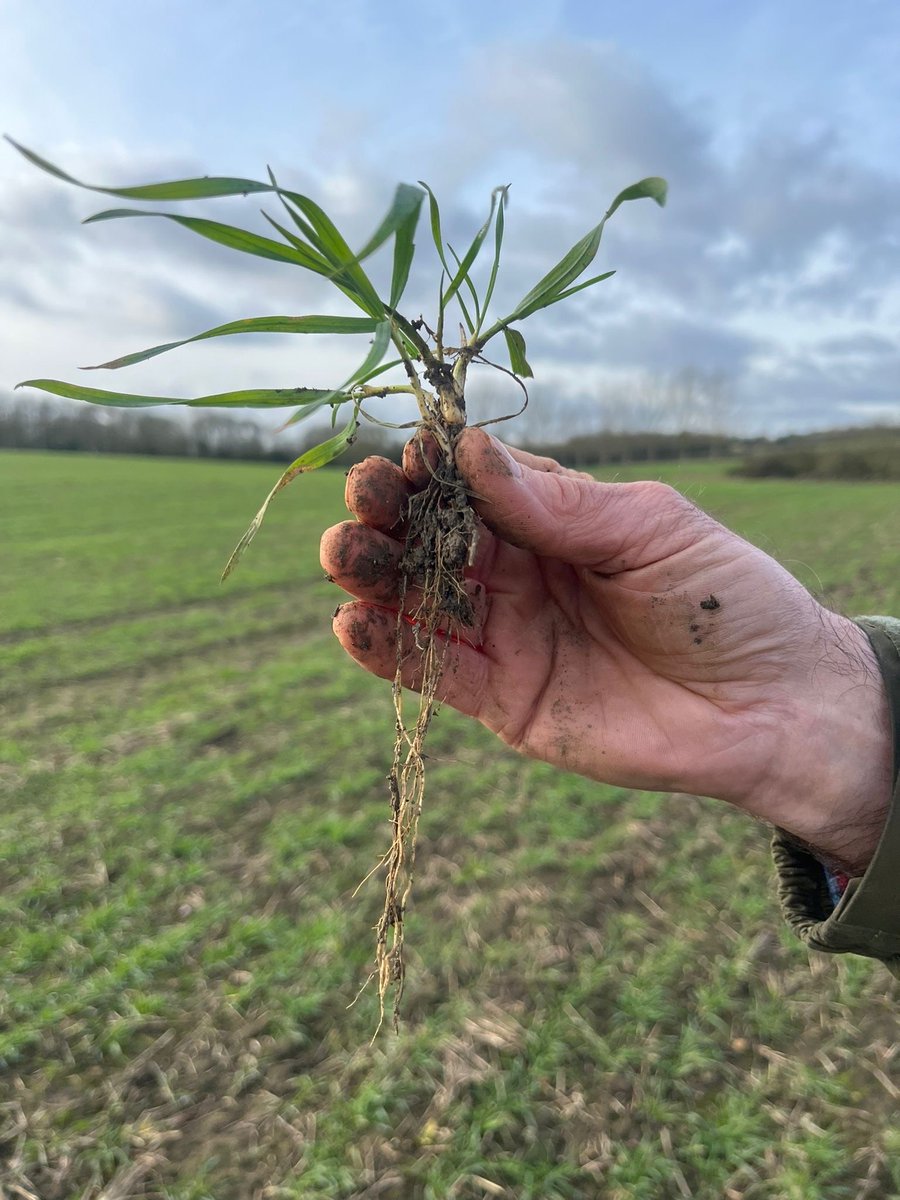 One Carbon World tweet media