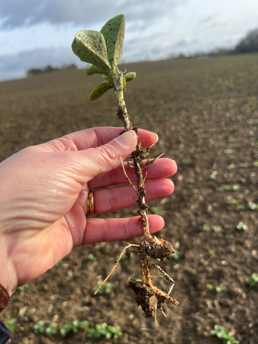 One Carbon World tweet media