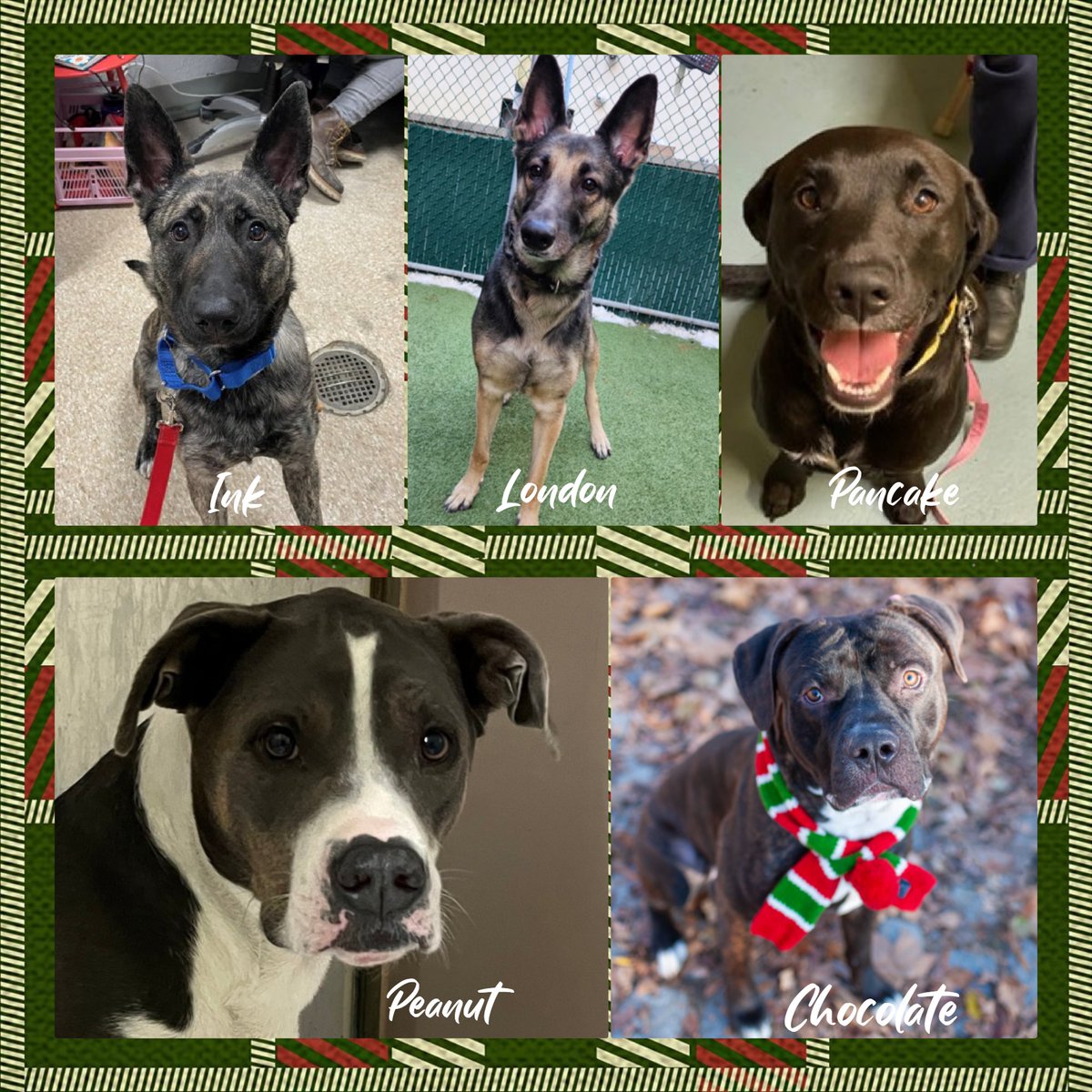 notthesameone2's tweet photo. Ink, London, Pancake, Peanut &amp; Chocolate remain under kill command. Anyone interested DM me.

Pledges:
Chocolate $1300
Pancake $1133
London $1071
Ink $952
Peanut $915 https://t.co/HSfXqRISUW