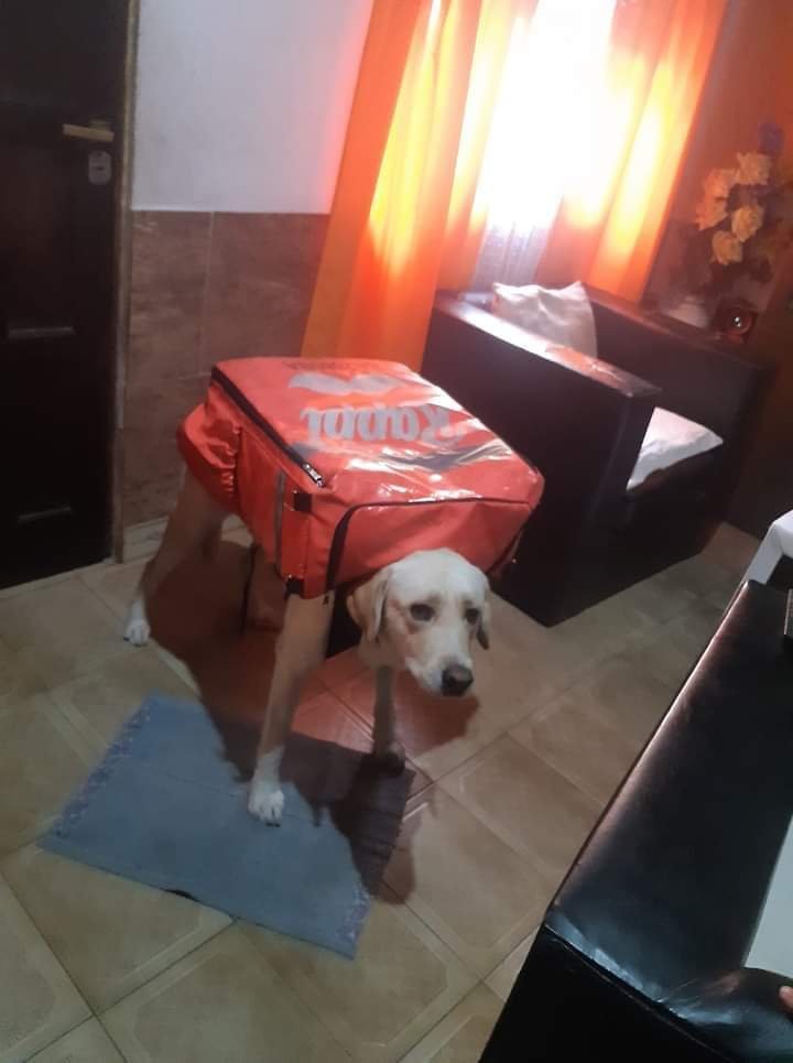 Perro judío